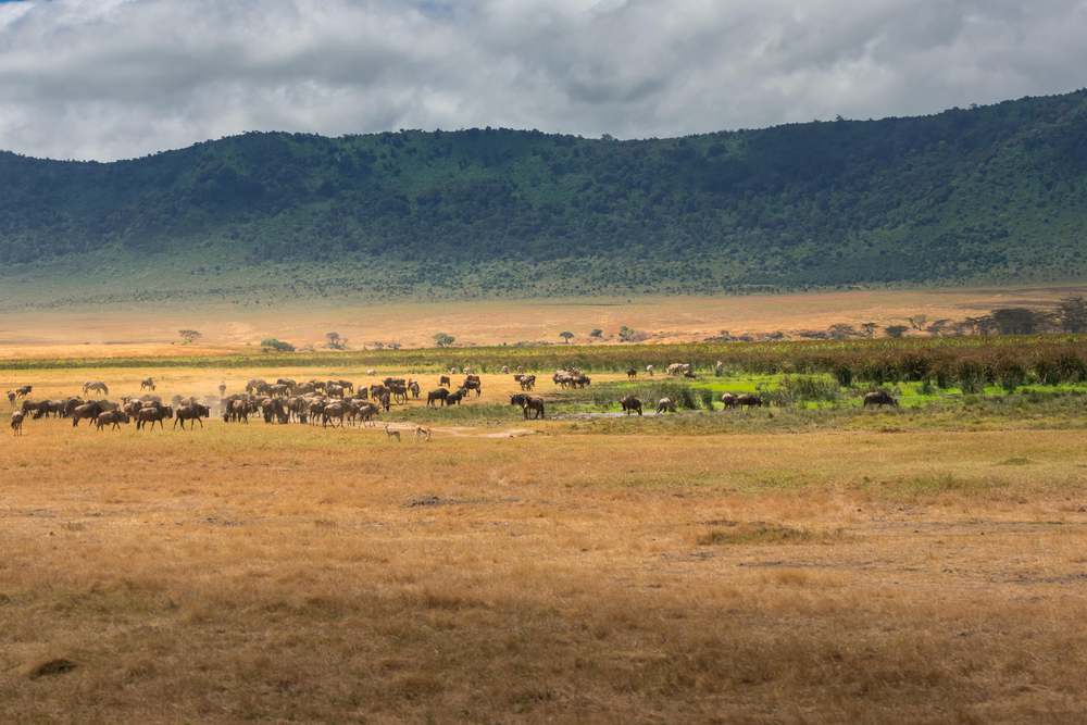 Ngorongoro Crater, Conservation Area