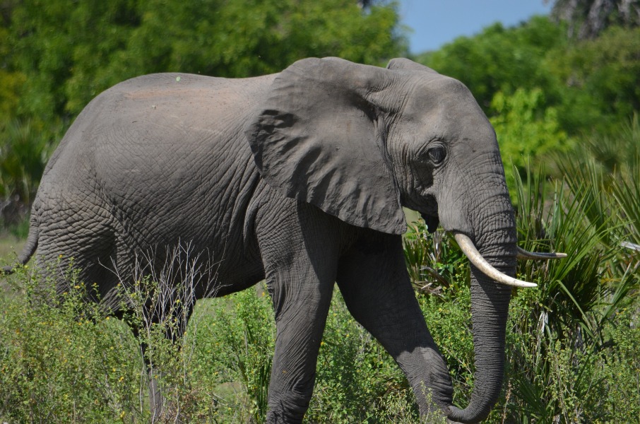 1 Day Nyerere (Selous) Safari from Zanzibar