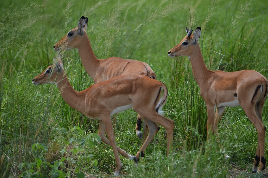 2-Day Mikumi Safari from Dar es Salaam