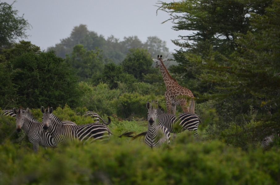 3-Day Safari from Dar es Salaam