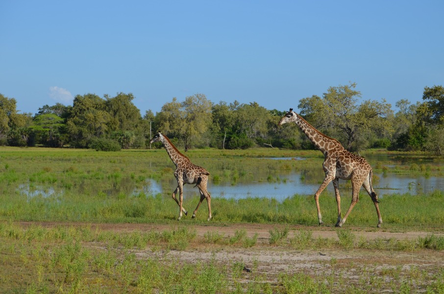 3-Day Nyerere NP Shared Safari from Dar es Salaam