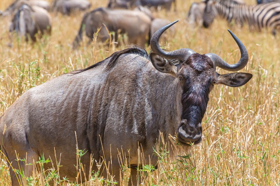 3-Day Great Migration Safari from Zanzibar