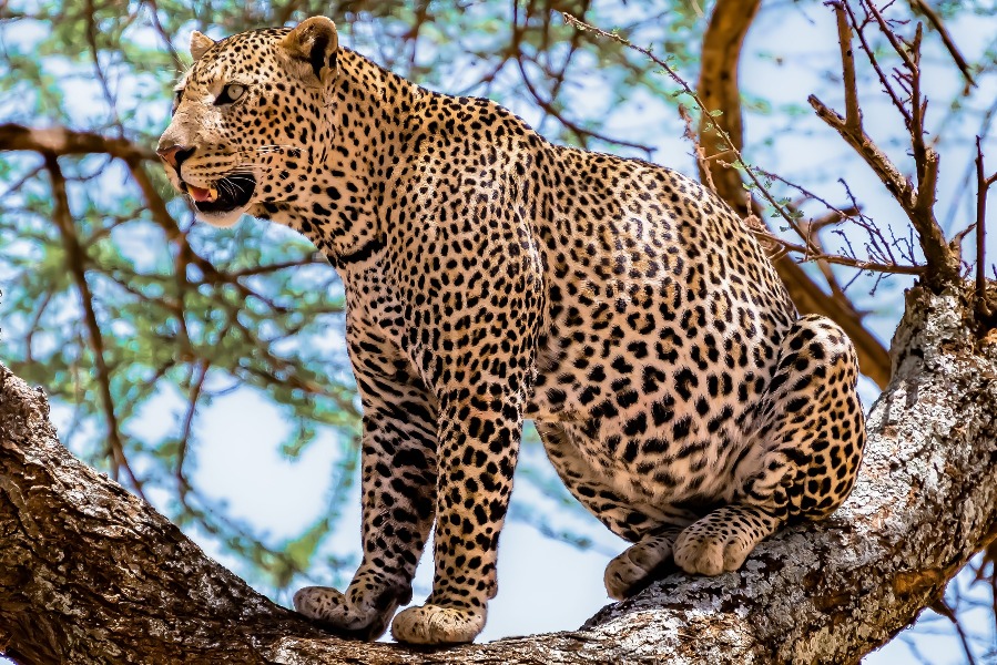 7-Day Comfort & Adventure Safari Experience